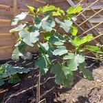 Ficus carica 'Napolitana' - 