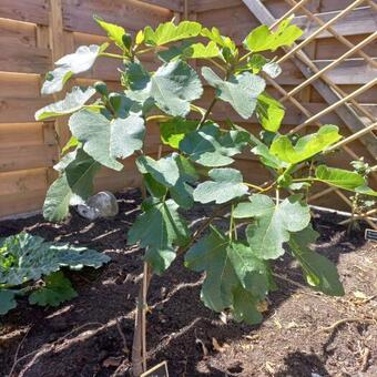 Ficus carica 'Napolitana'