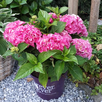 Hydrangea Forever & Ever  (roze) - 