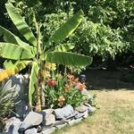 Musa sikkimensis 'Daj-Giant' - 