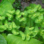 Euphorbia peplus - Garten-Wolfsmilch