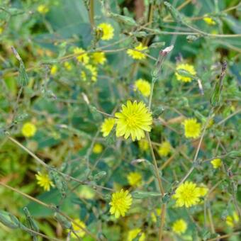 Lactuca serriola