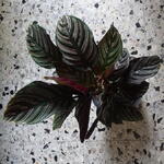 Calathea ornata var. sanderiana - 