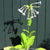 Nicotiana sylvestris