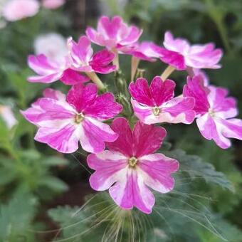 Verbena x hybrida