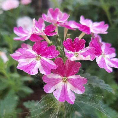 Verbena x hybrida - 