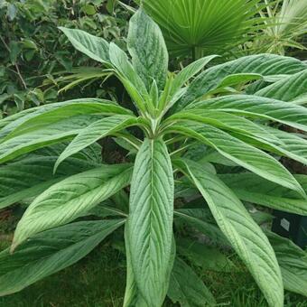 Echium pininana