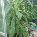 Echium pininana - 