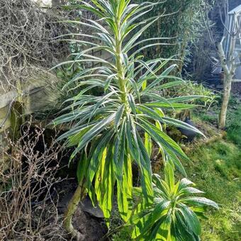 Echium pininana