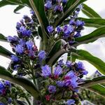 Echium pininana - 