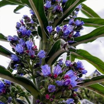 Echium pininana