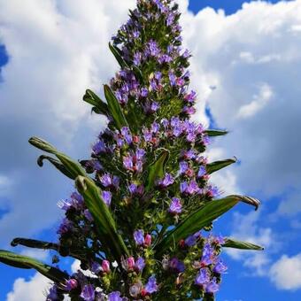 Echium pininana