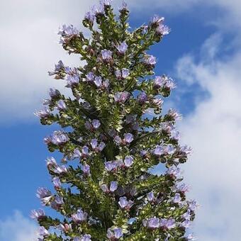 Echium pininana