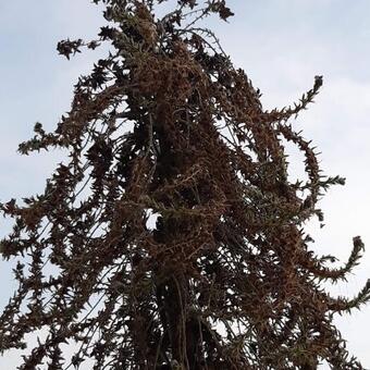 Echium pininana