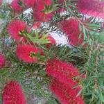 Callistemon rigidus - 