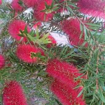 Callistemon rigidus