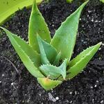 Agave utahensis subsp. utahensis - 