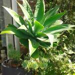 Agave attenuata - 