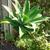 Agave attenuata