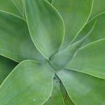 Agave attenuata - Drachenbaum-Agave