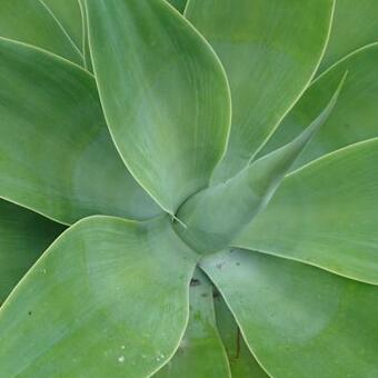 Agave attenuata