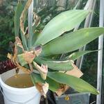 Agave attenuata - 