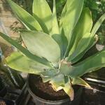 Agave attenuata - 