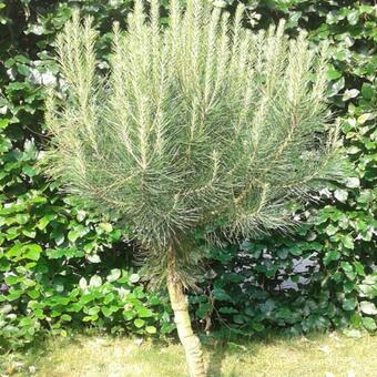 Pinus pinea 'Silver Crest'