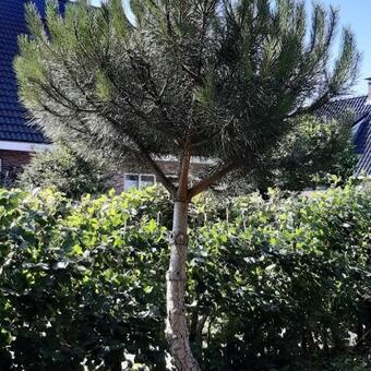 Pinus pinea 'Silver Crest'