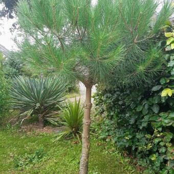 Pinus pinea 'Silver Crest'