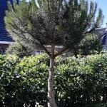 Pinus pinea - Pin parasol