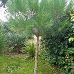 Pinus pinea - Pin parasol