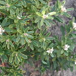 Daphne x transatlantica 'Summer Ice - 