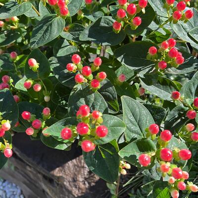 Hypericum 'MIRACLE Attraction' - 