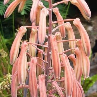 Aloe aristata