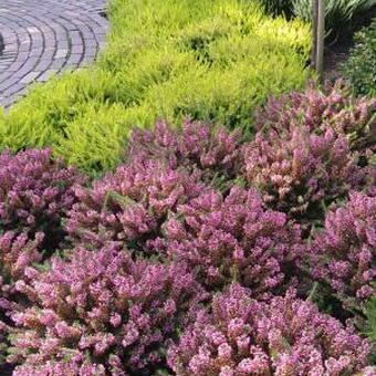 Erica vagans 'Mrs D.F. Maxwell'