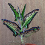 Kalanchoe daigremontiana  - 