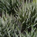 Calluna vulgaris GARDEN GIRLS 'White Angie' - 