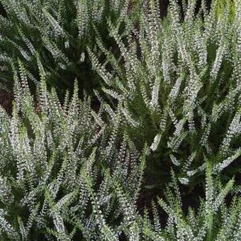 Calluna vulgaris GARDEN GIRLS 'White Angie'