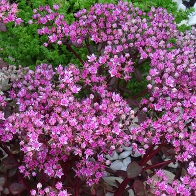 Sedum SUNSPARKLER 'Cherry Tart' - 