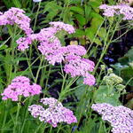 Achillea millefolium 'Cerise Queen' - 