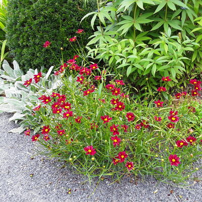 Coreopsis 'Mercury Rising' - 