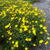 Coreopsis verticillata 'Zagreb'