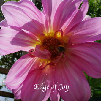 Dahlia 'Edge of Joy'