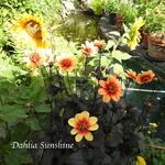 Dahlia 'Sunshine' - 