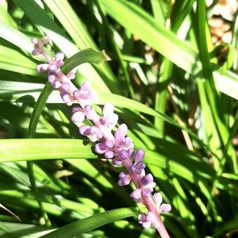 Liriope muscari