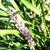 Liriope muscari