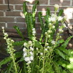 Liatris scariosa 'Alba' - 