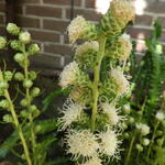 Liatris scariosa 'Alba' - Liatris scariosa 'Alba'