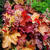 Heuchera 'Paprika'